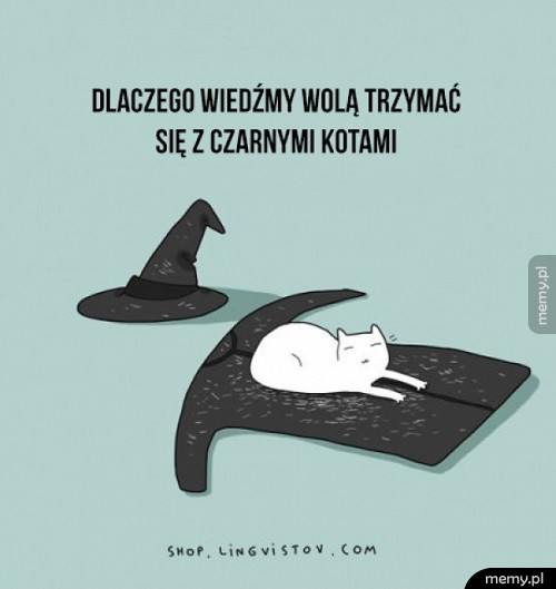        Kotki