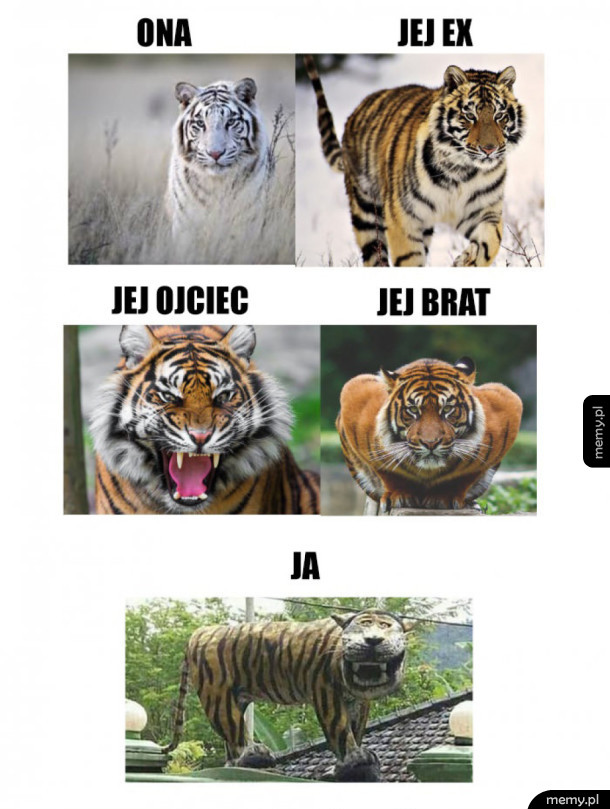 Tak to właśnie wygląda