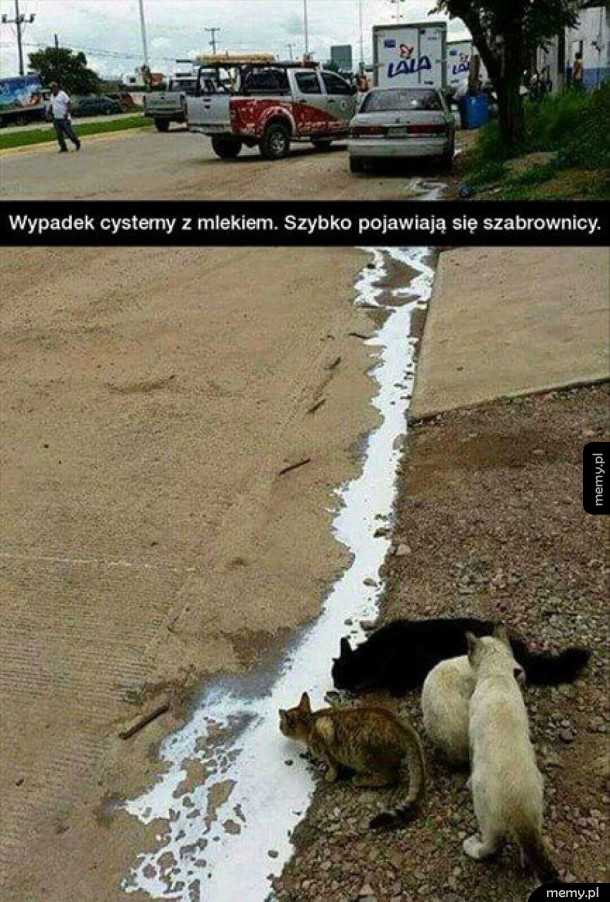 Szabrownicy mleka
