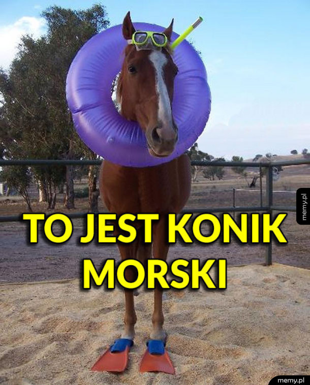 Konik morski