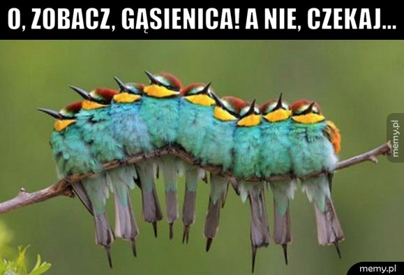           Czo to?