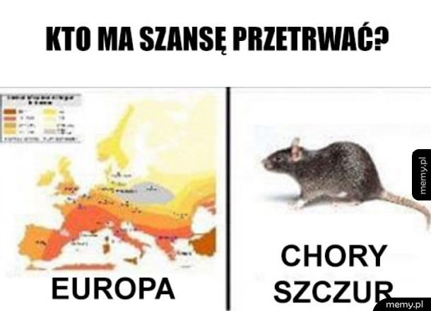 Kogo obstawiacie?