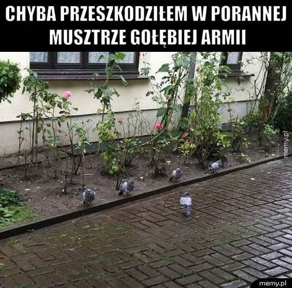 Armia gołębi