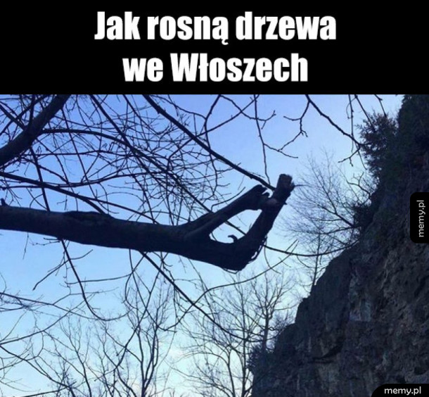 Włoskie drzewa