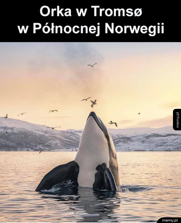 Świetne zdjęcie