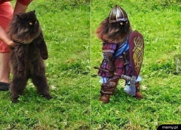 Kot krasnolud a Ty i tak powiesz, ze to photoshop