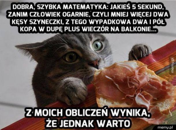 Matematyka według kota