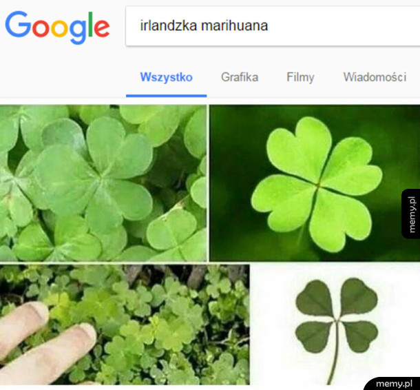 Irlandzka marihuana
