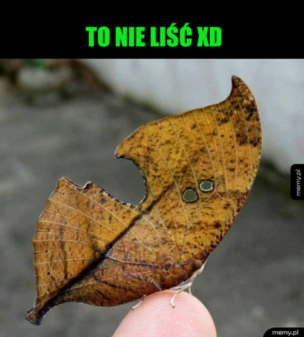Oryginalny motyl
