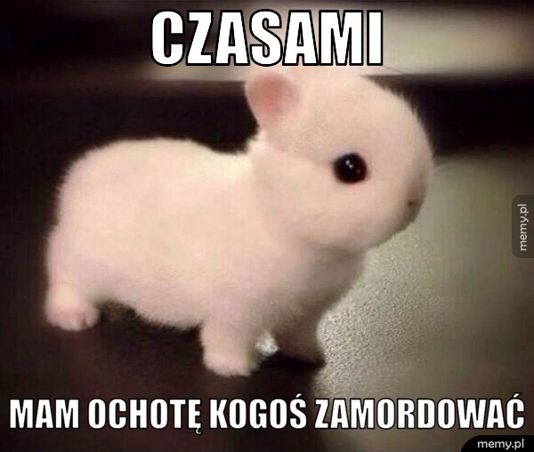 Króliczek