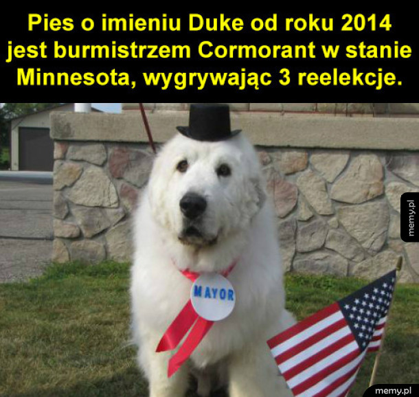 Dobry burmistrz