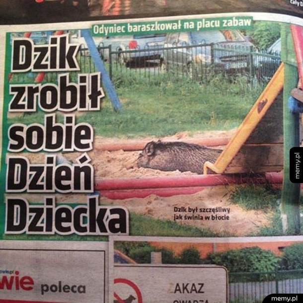 Dzień warchlaka