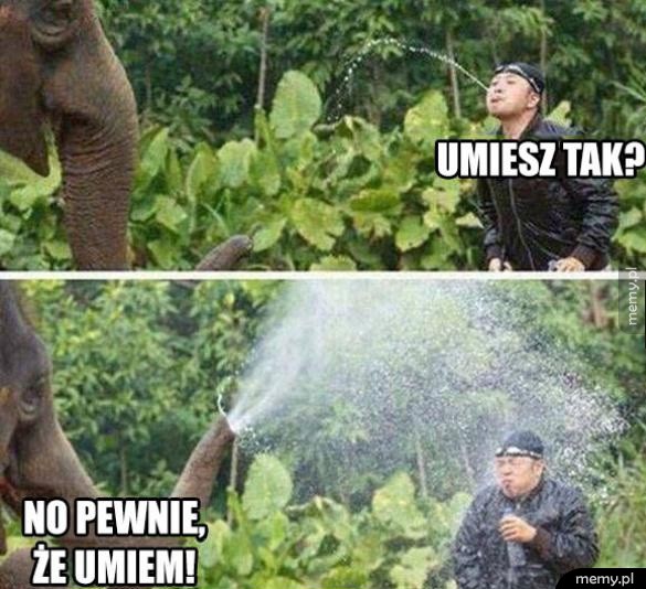       Słoń