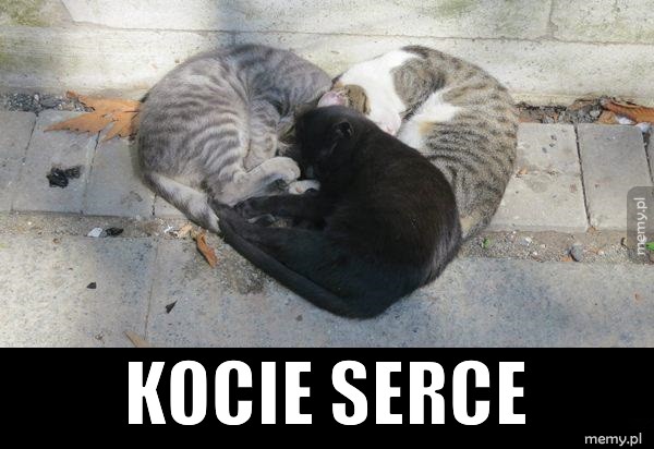  Kocie serce