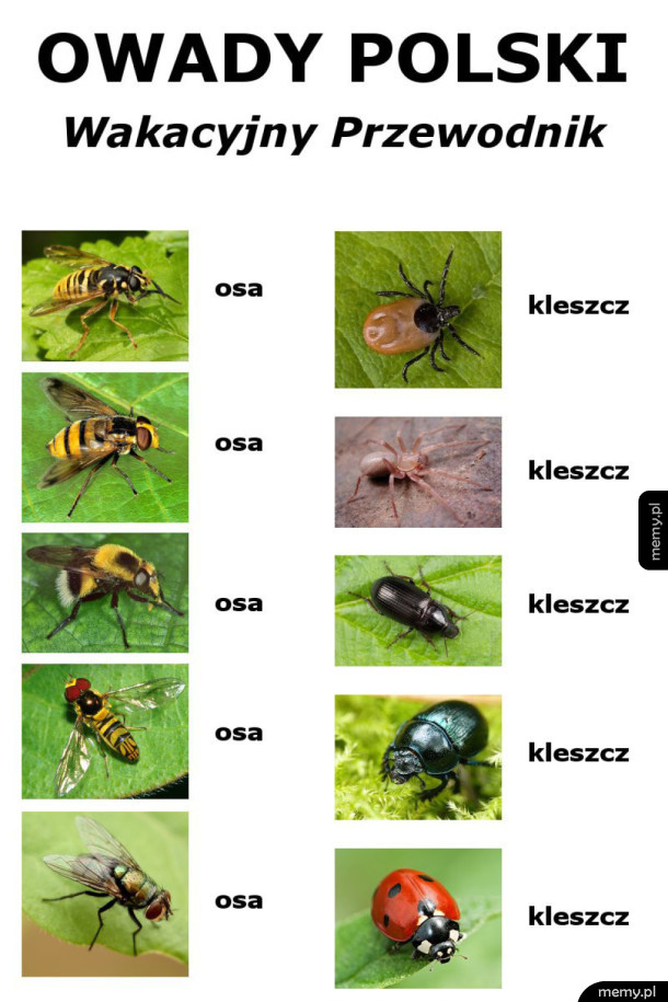 Owady Polski - przewodnik