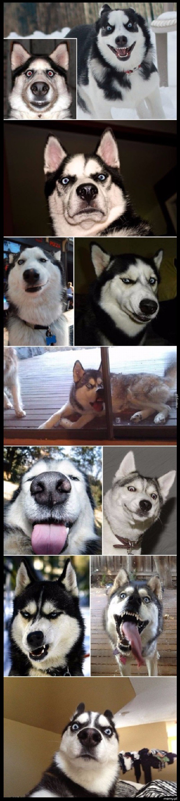     Husky