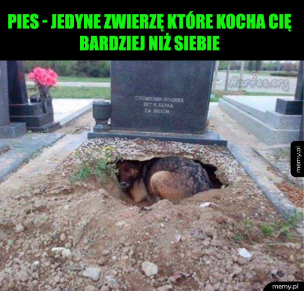 Wierny przyjaciel