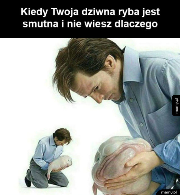 Co ci jezd rybo