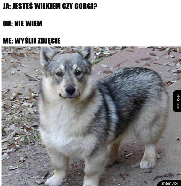 To Wilk czy Corgi?