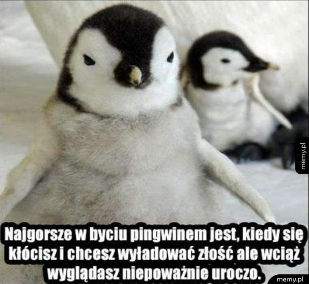 Problemy pingwinów