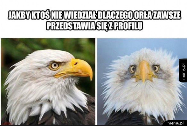 Orzeł