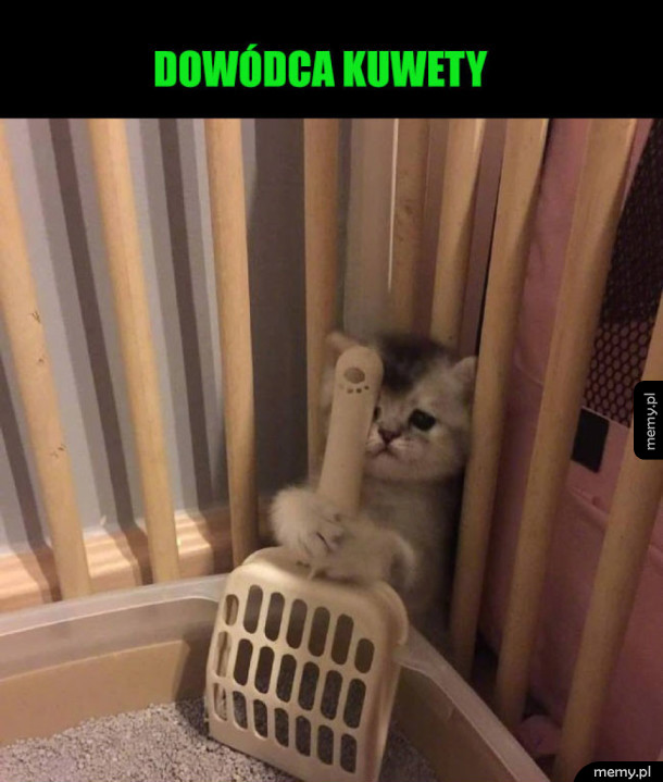 Koteł