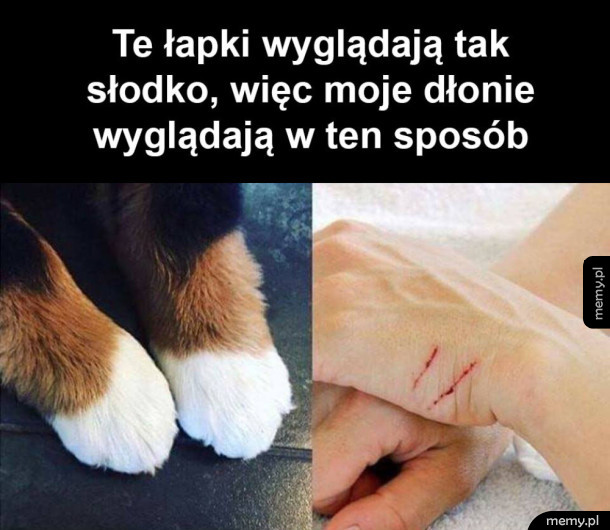 Słodkie łapki