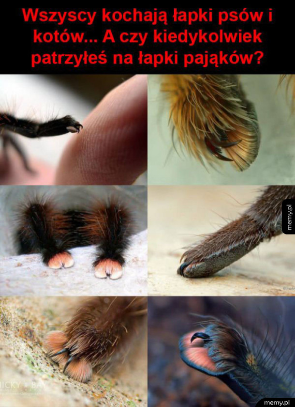 Słodkie łapki