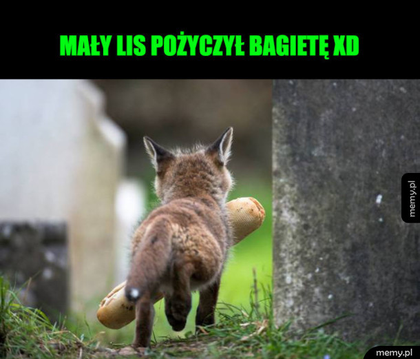 Mały lis