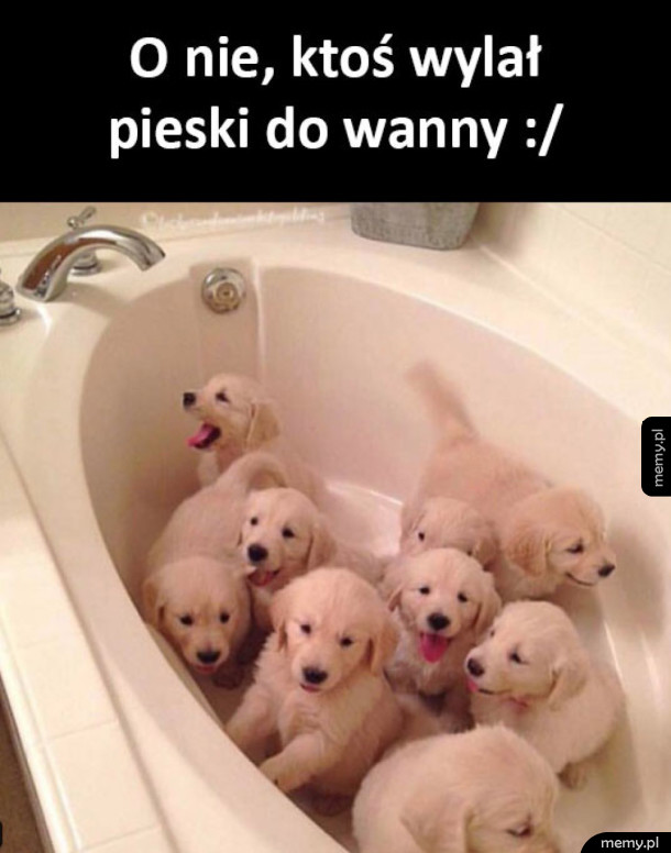 Pieski pieski