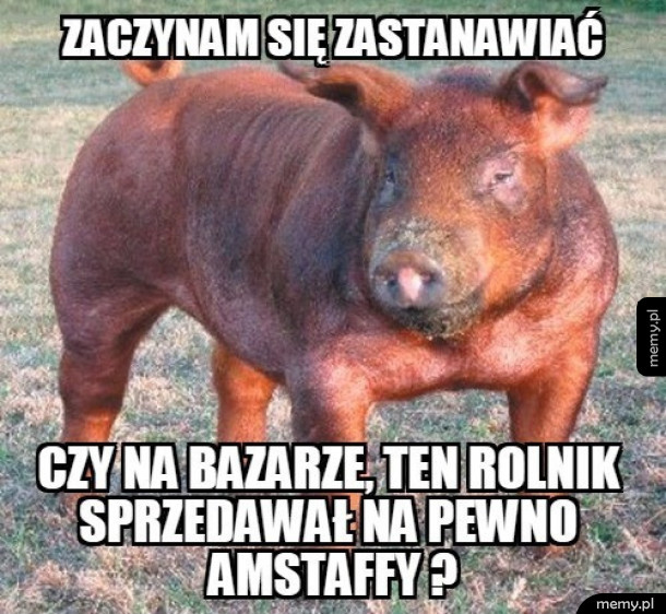 Country Amstaff