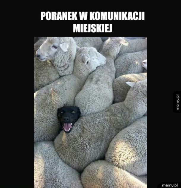 Poranek