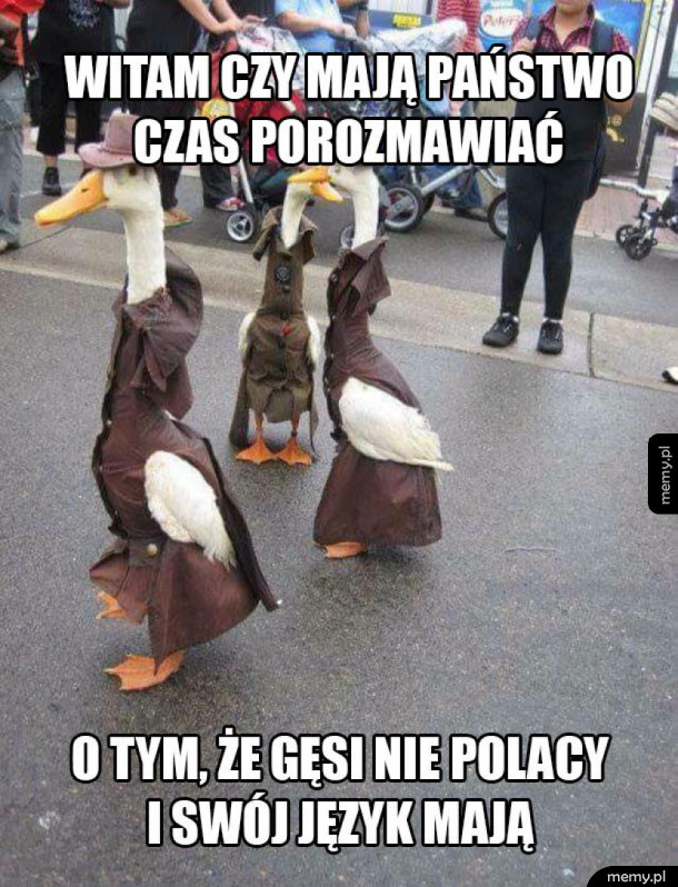 Gęsi