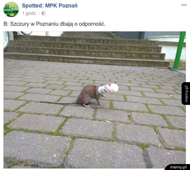 Szczury w poznaniu