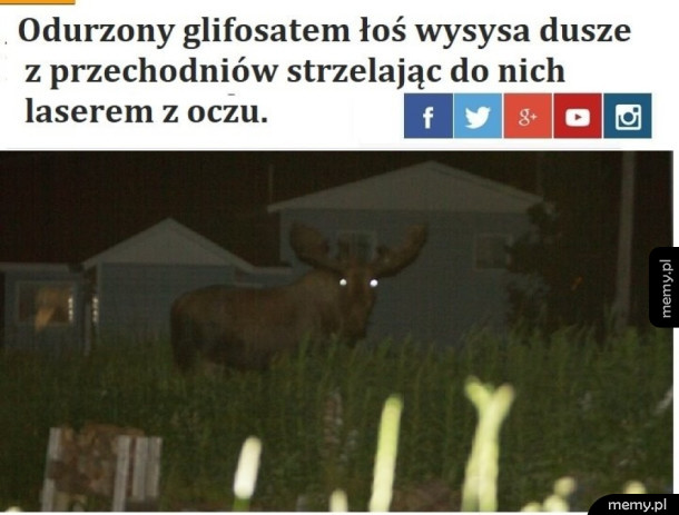 Łosieł