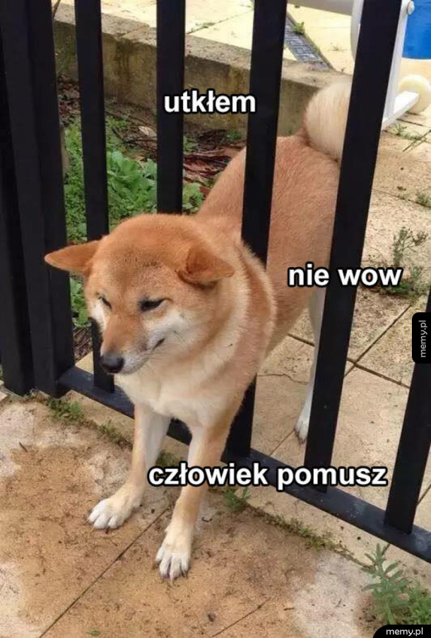 A człowiek tylko zdjęcieł