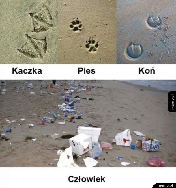 Ślady zwierząt