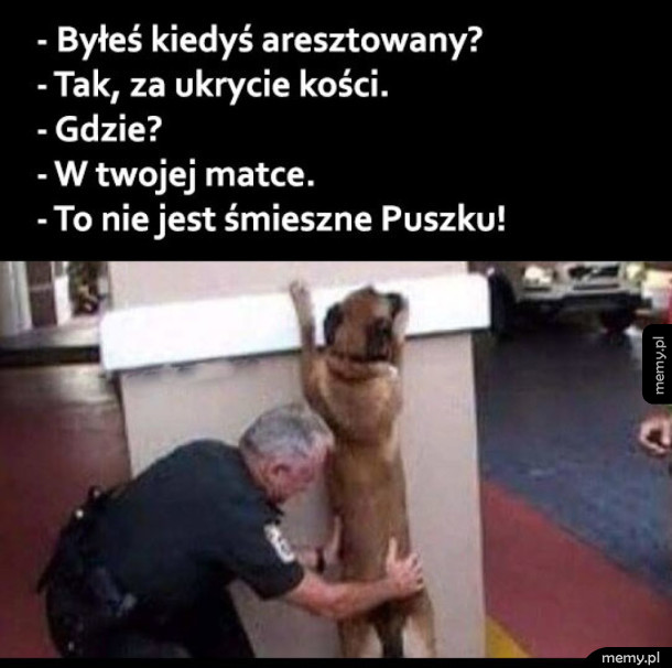 Zły piesek