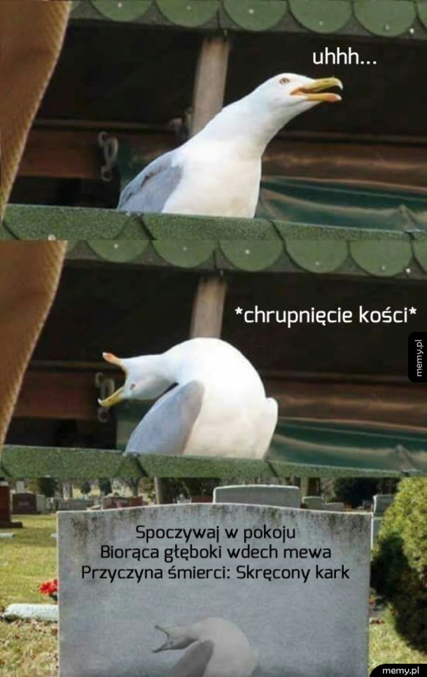 Śpieszmy się kochać memy...