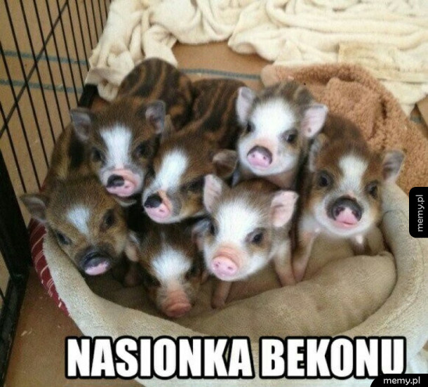 Pięknie wykiełkują