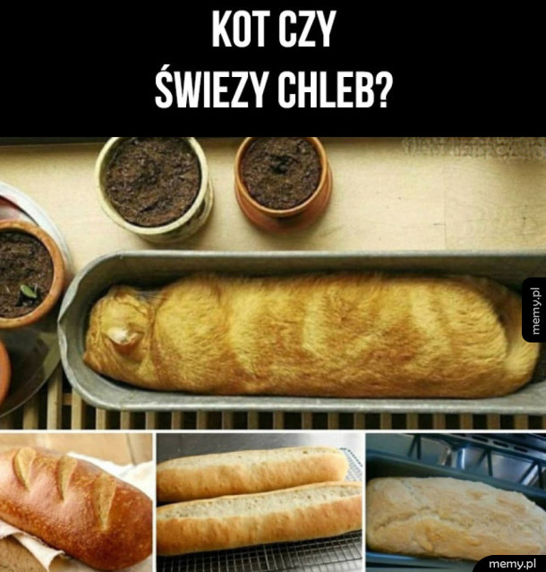 Co widzicie?