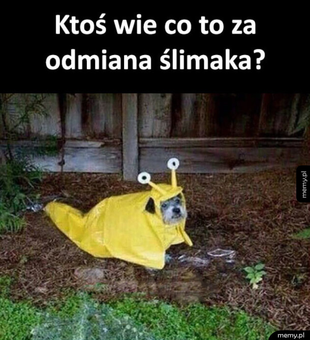 Odmiana ślimaka