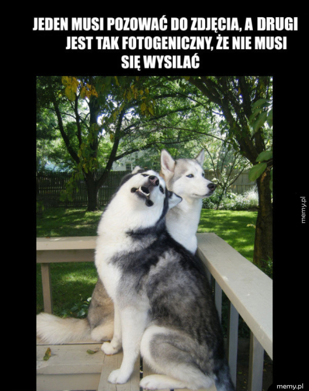 Zabawne pieski
