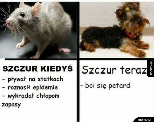 Szczury