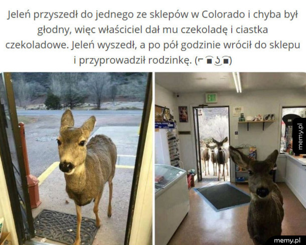 Witam