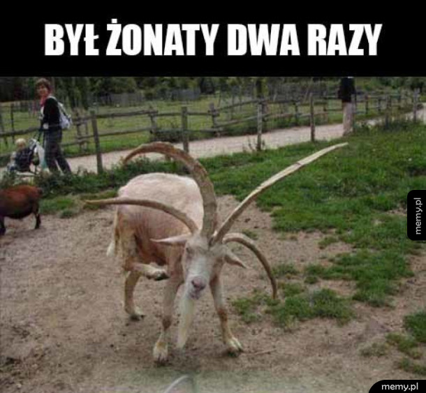Heheszki