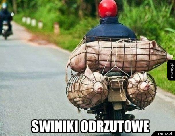 Świniki odrzutowe