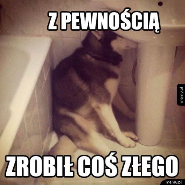 Winny Husky