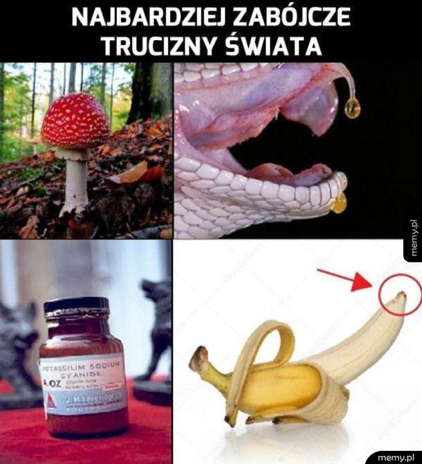 Cztery największe trucizny na świecie