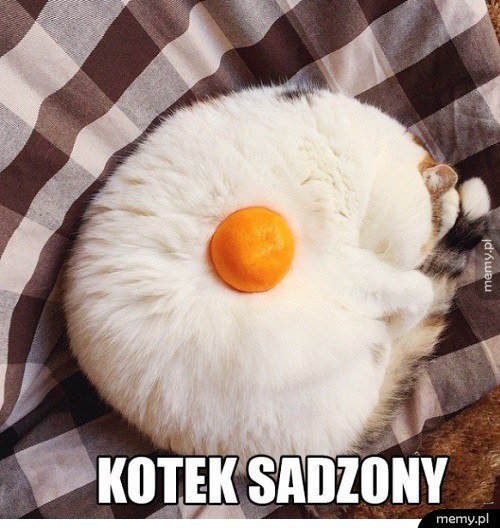 Kotek sadzony